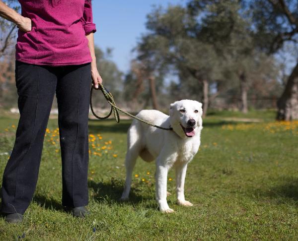 Ellen, un cane tutto da scoprire Foto 4
