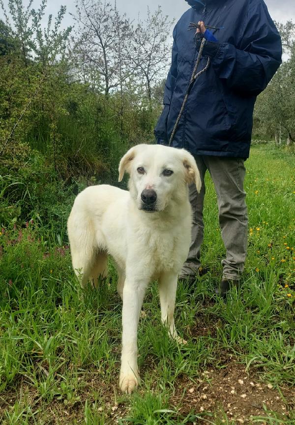Ellen, un cane tutto da scoprire Foto 7