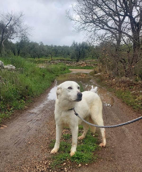 Ellen, un cane tutto da scoprire Foto 8