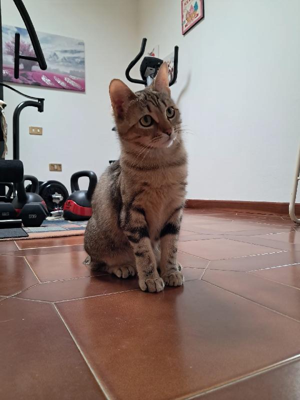 STRIPE Foto 4