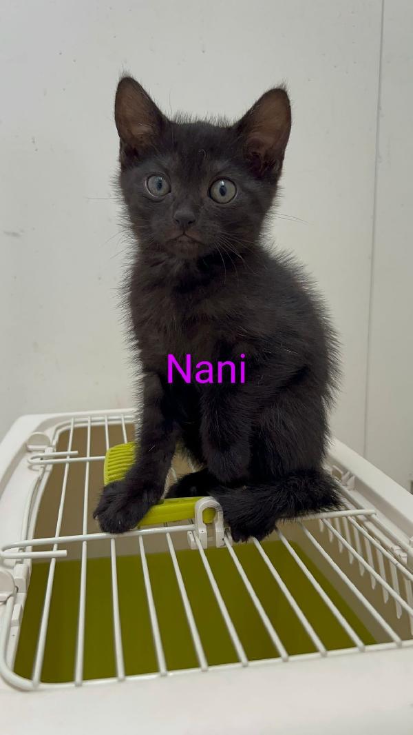 NANI Foto 3