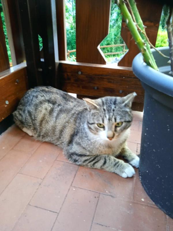 TIGROTTO Foto 3