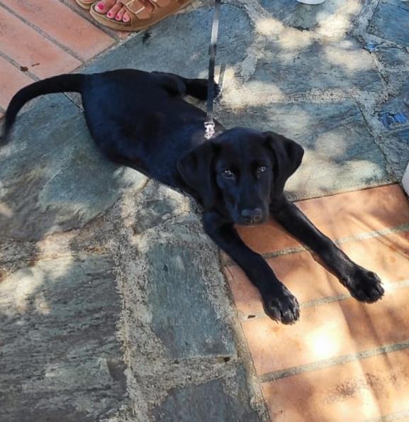 Sibilla Cucciola Mix Labrador 