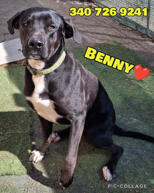 Benny 1 Anno Taglia Media 