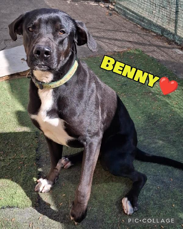 Benny cucciolone taglia media di 1 anno Foto 2