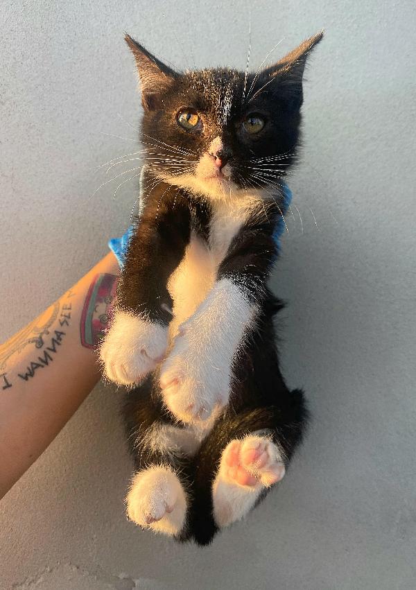 Lady Gattina Di 2 Mesi 