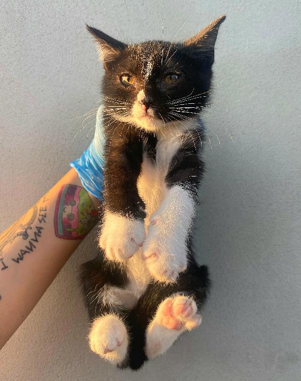Lady gattina di 2 mesi  Foto 2