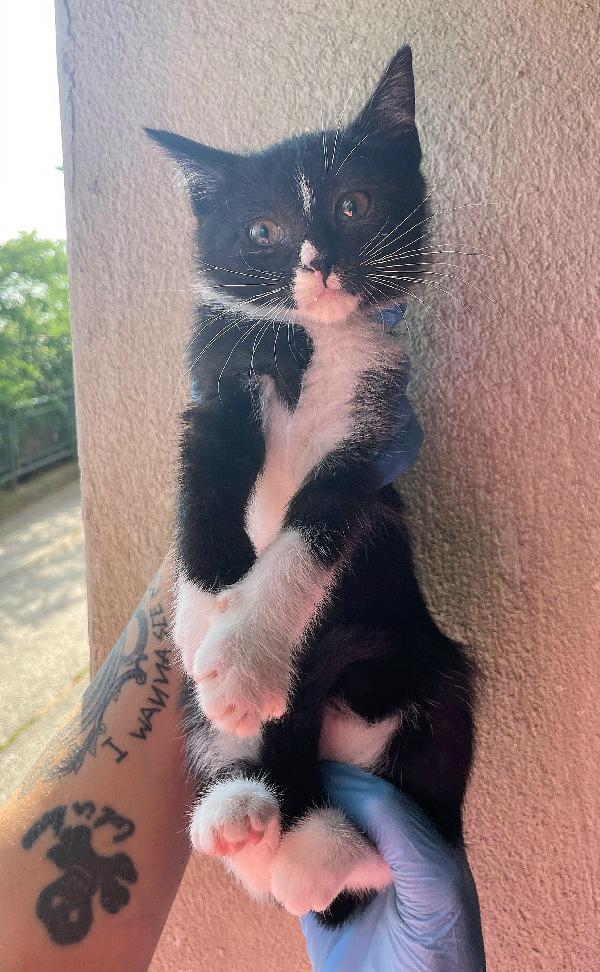 Lady gattina di 2 mesi  Foto 5