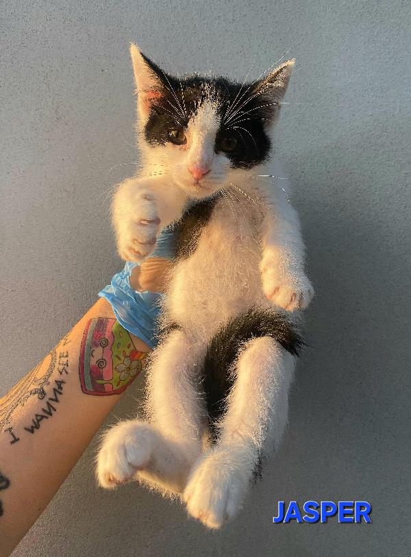 Jasper Gattino Di 2 Mesi