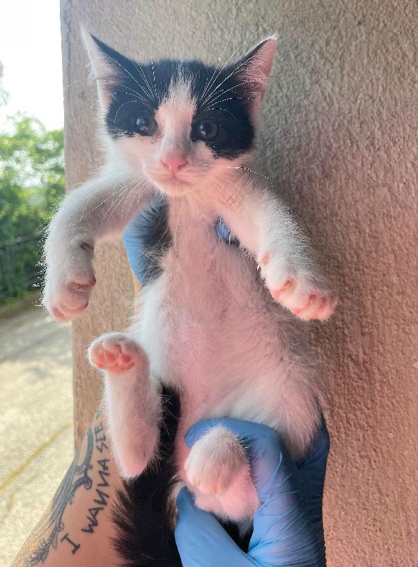 Jasper gattino di 2 mesi Foto 4