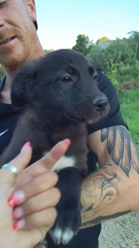 Imany cucciola di 3 mesi cerca casa  Foto 2