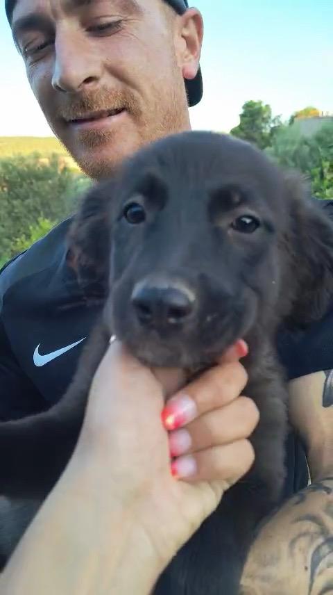 Imany cucciola di 3 mesi cerca casa  Foto 3