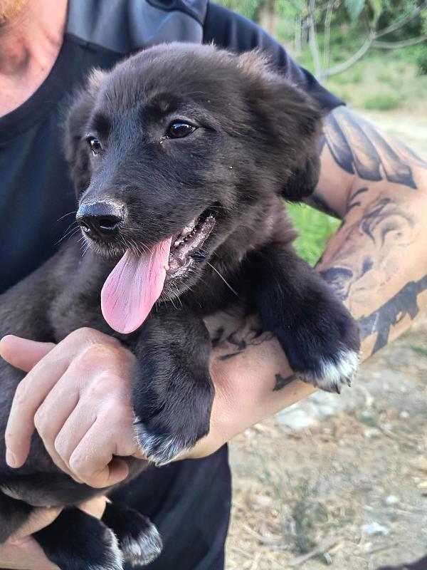 Imany cucciola di 3 mesi cerca casa  Foto 8