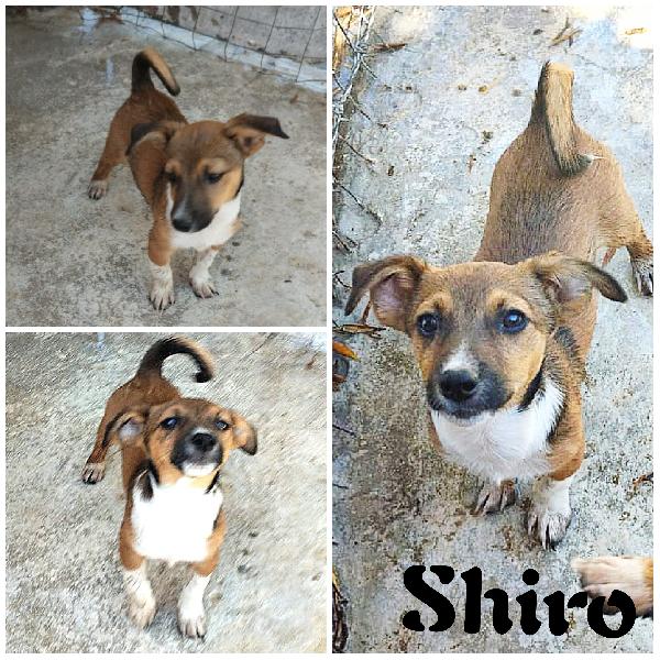 Shiro Dolcissimo Cucciolino In Adozione 