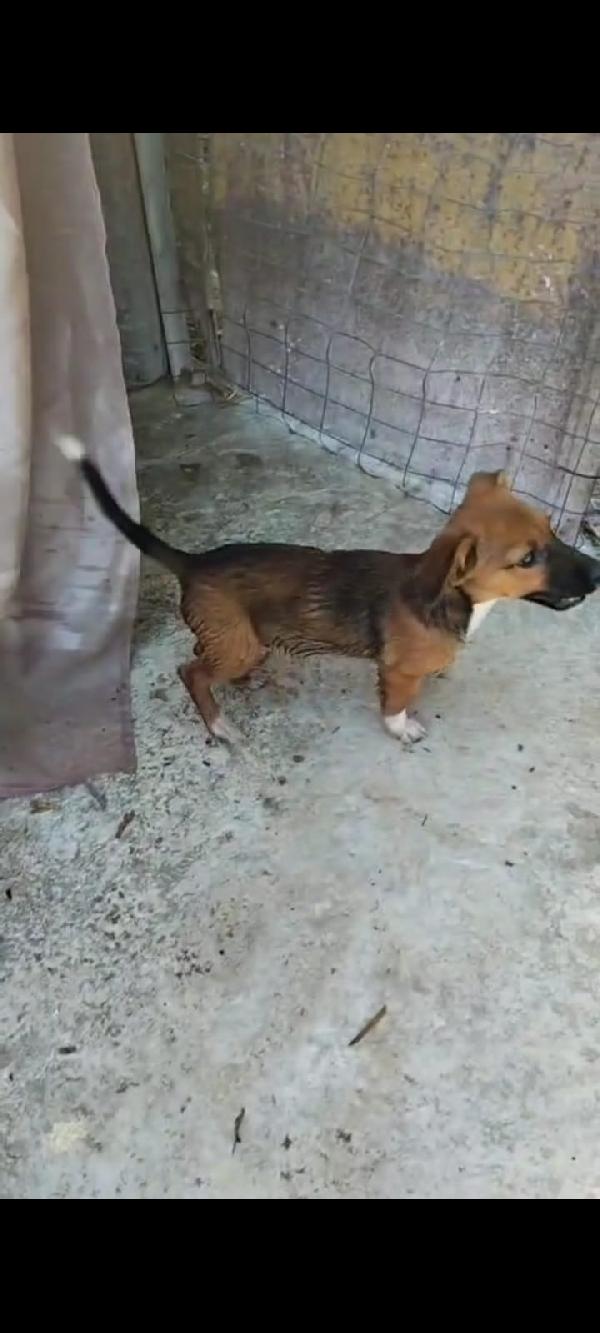 Shiro dolcissimo cucciolino in adozione  Foto 2