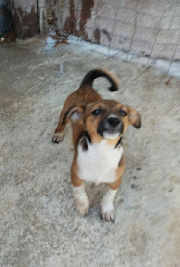 Shiro dolcissimo cucciolino in adozione  Foto 3