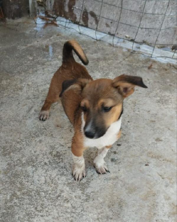 Shiro dolcissimo cucciolino in adozione  Foto 4