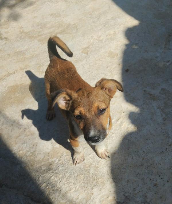 Shiro dolcissimo cucciolino in adozione  Foto 5