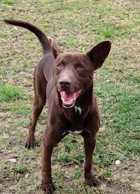 Aron Giovane Cane Maschio, 12 Chili 