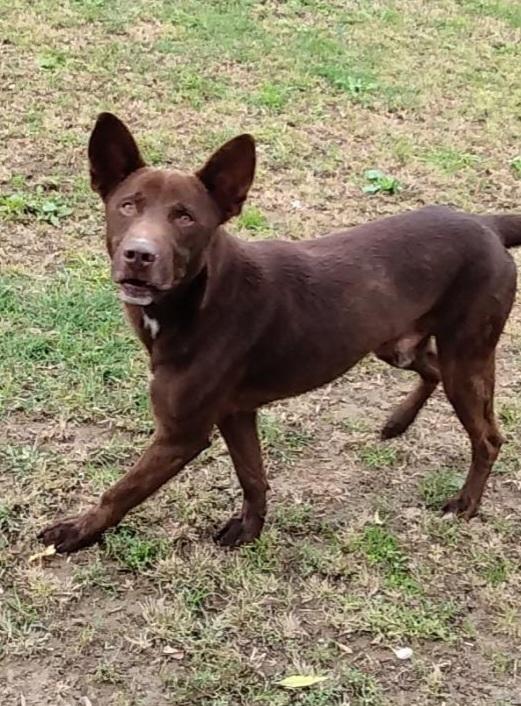 Aron giovane cane maschio, 12 chili  Foto 2