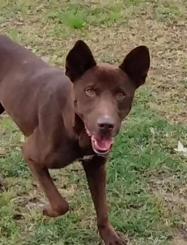 Aron giovane cane maschio, 12 chili  Foto 3