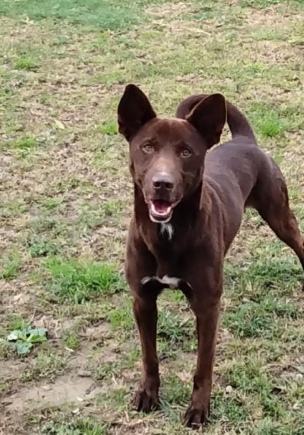 Aron giovane cane maschio, 12 chili  Foto 4