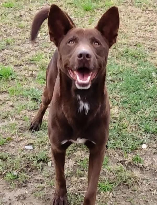 Aron giovane cane maschio, 12 chili  Foto 5