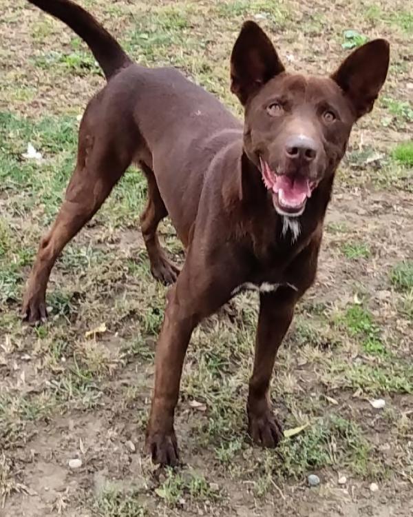 Aron giovane cane maschio, 12 chili  Foto 6
