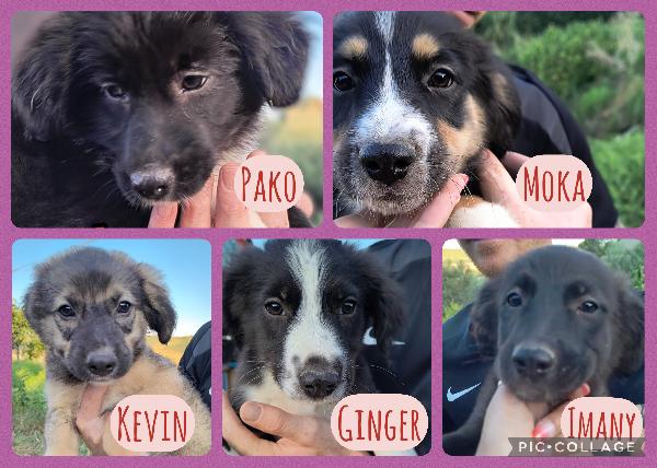 Moka Pako Kevin Imany Ginger Cuccioli Di 3 Mesi Cercano Casa Adottabili Subito 