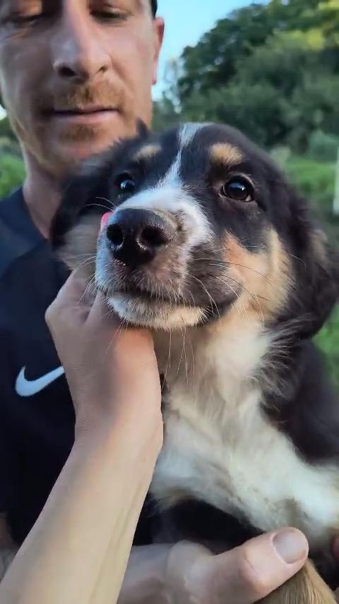Moka Pako Kevin Imany Ginger cuccioli di 3 mesi cercano casa adottabili subito  Foto 2