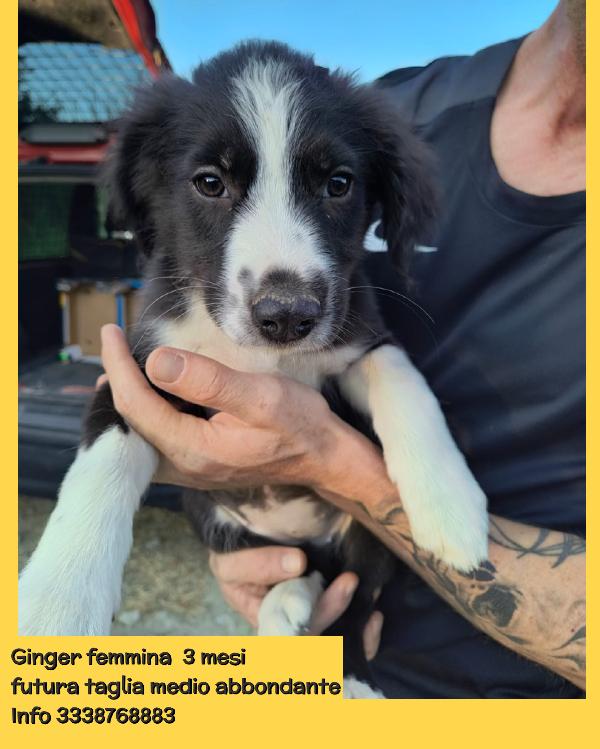 Moka Pako Kevin Imany Ginger cuccioli di 3 mesi cercano casa adottabili subito  Foto 3