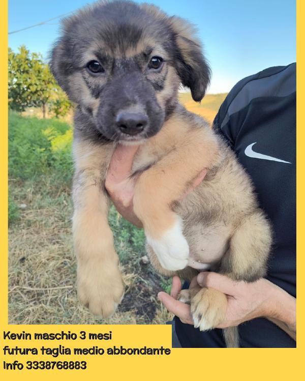 Moka Pako Kevin Imany Ginger cuccioli di 3 mesi cercano casa adottabili subito  Foto 4