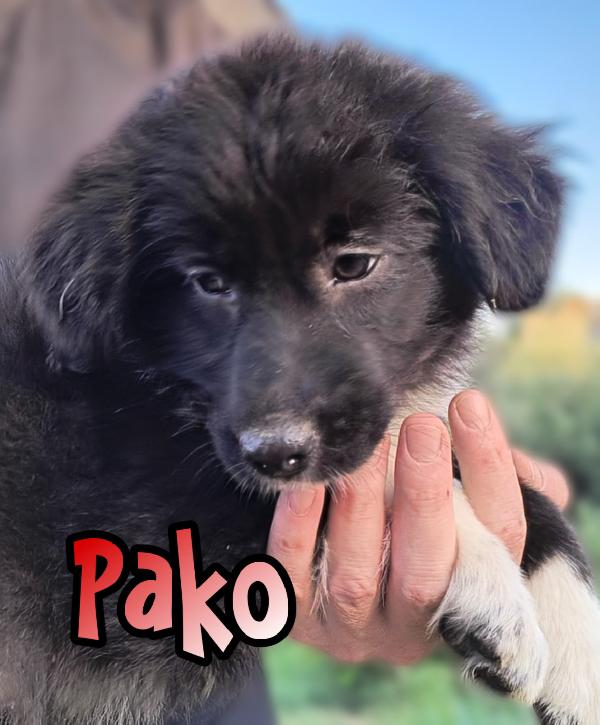 Moka Pako Kevin Imany Ginger cuccioli di 3 mesi cercano casa adottabili subito  Foto 5