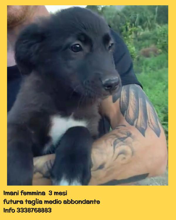 Moka Pako Kevin Imany Ginger cuccioli di 3 mesi cercano casa adottabili subito  Foto 6