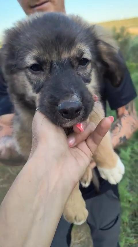 Moka Pako Kevin Imany Ginger cuccioli di 3 mesi cercano casa adottabili subito  Foto 7