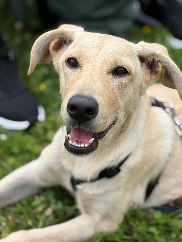 Sos Stallo Adozione Dolce Ariel Cucciola Simil Labrador 