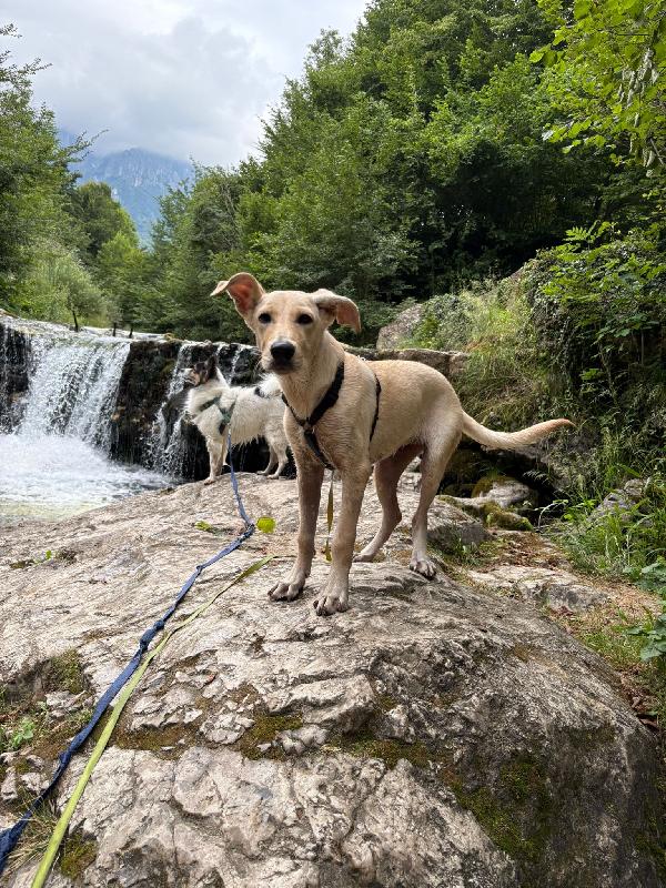 SOS STALLO ADOZIONE DOLCE ARIEL CUCCIOLA SIMIL LABRADOR  Foto 2