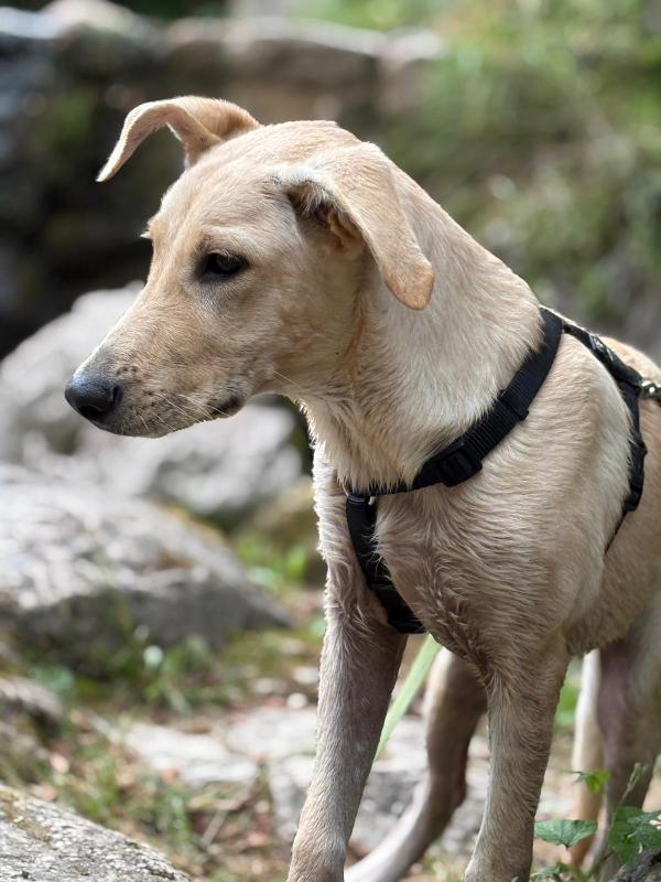SOS STALLO ADOZIONE DOLCE ARIEL CUCCIOLA SIMIL LABRADOR  Foto 3