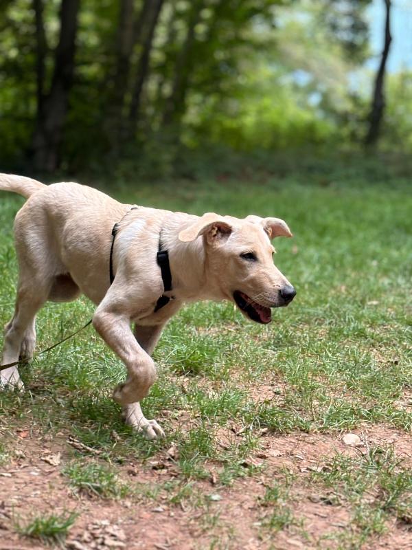 SOS STALLO ADOZIONE DOLCE ARIEL CUCCIOLA SIMIL LABRADOR  Foto 4