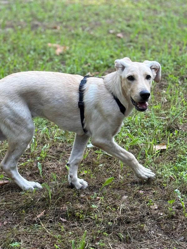 SOS STALLO ADOZIONE DOLCE ARIEL CUCCIOLA SIMIL LABRADOR  Foto 6
