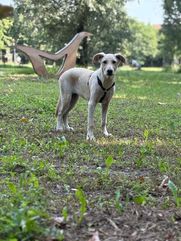 SOS STALLO ADOZIONE DOLCE ARIEL CUCCIOLA SIMIL LABRADOR  Foto 7