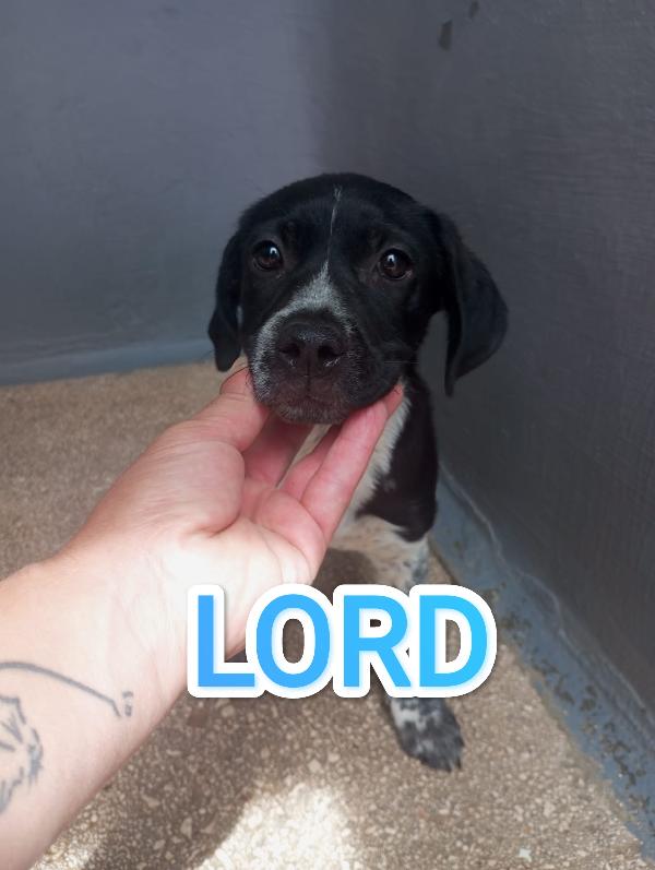 Lord E Duca In Adozione 