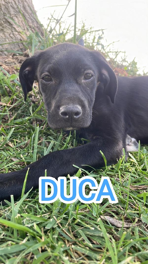 LORD E DUCA IN ADOZIONE  Foto 2