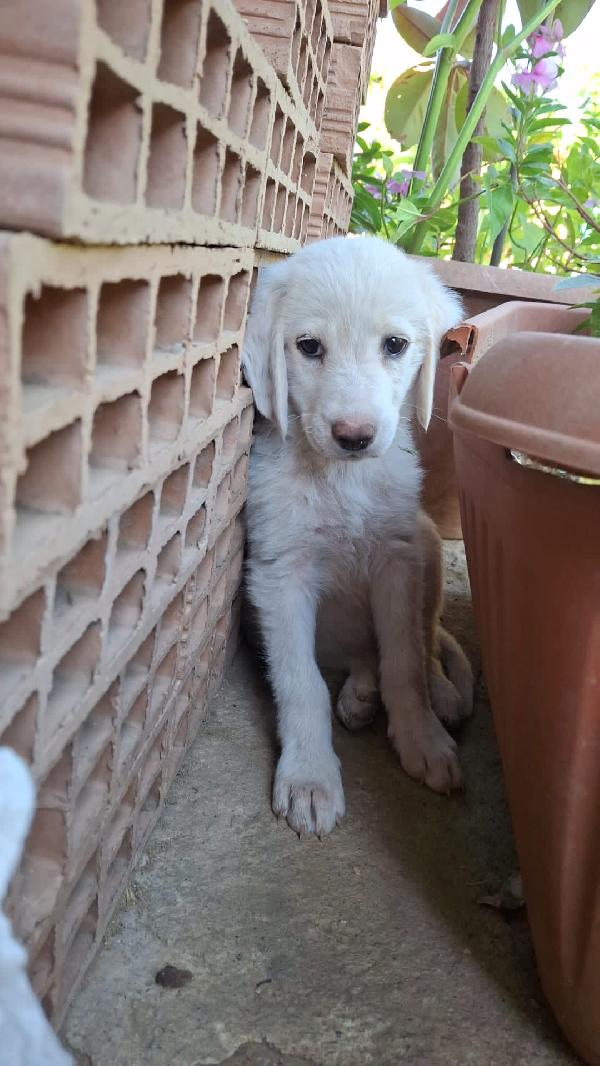 Bianco Meraviglioso Cucciolo Simil Golden Retriever 