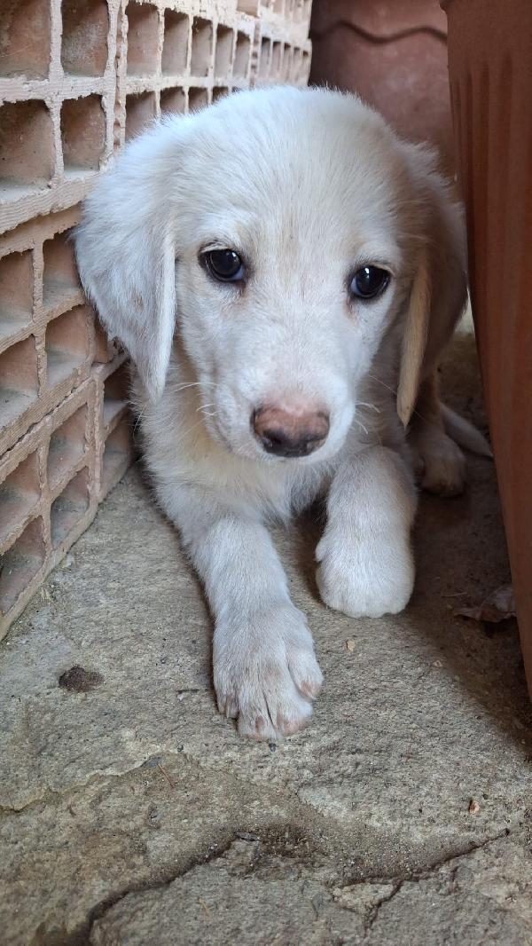 Bianco meraviglioso cucciolo simil golden retriever  Foto 2