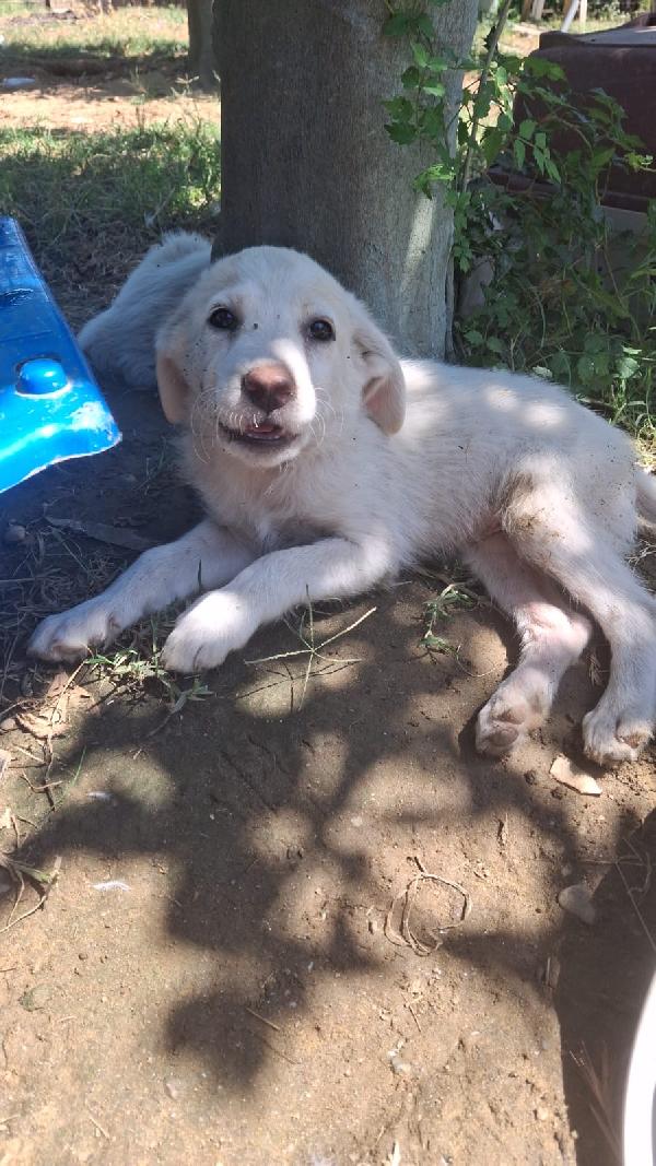 Sissi Meravigliosa Cucciola Simil Golden Retriever 