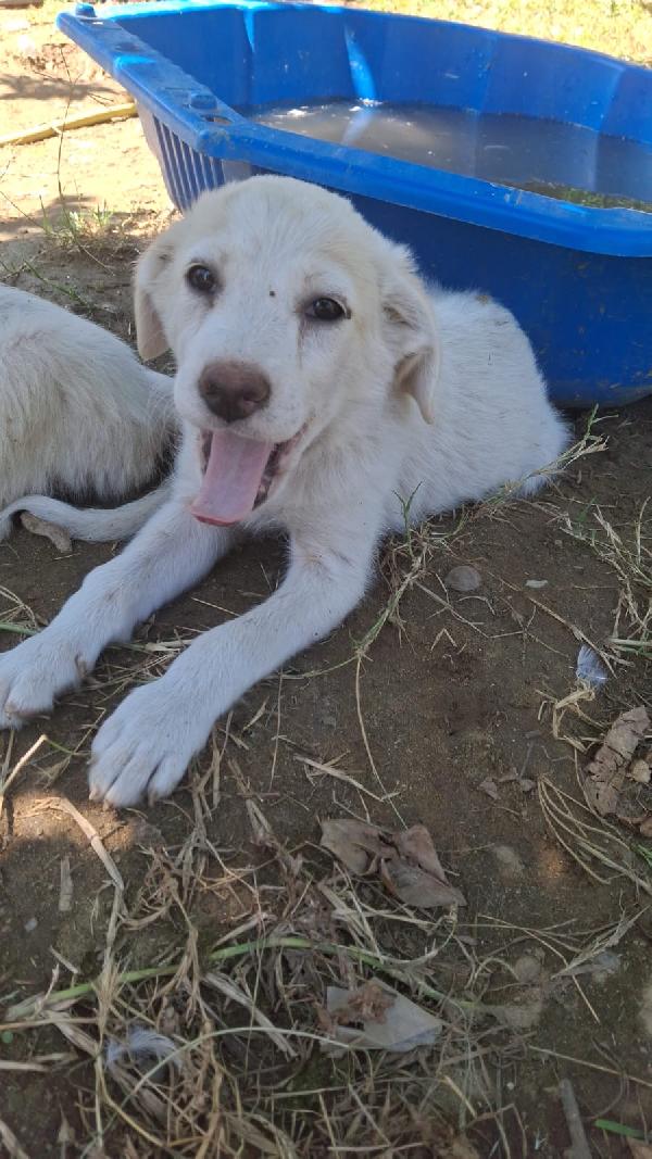 Sissi meravigliosa cucciola simil golden retriever  Foto 3