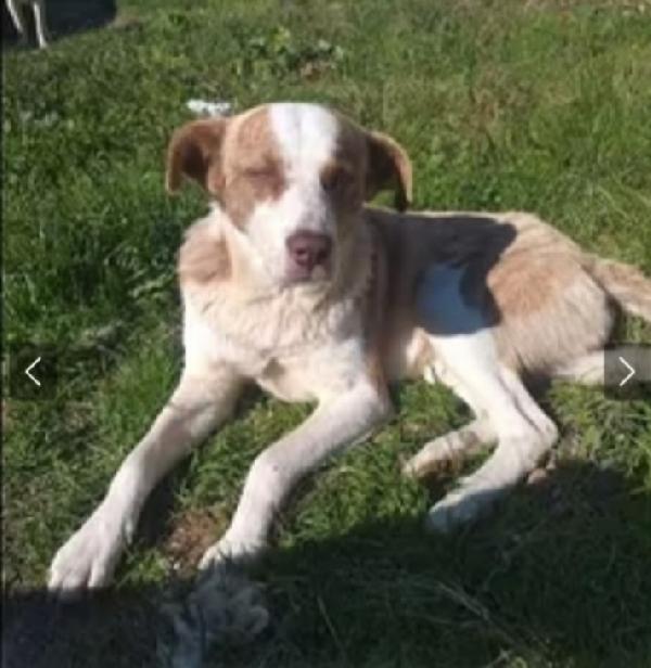 Charly 3Anni Da 1Stallo All'altro! Sos Aiuto