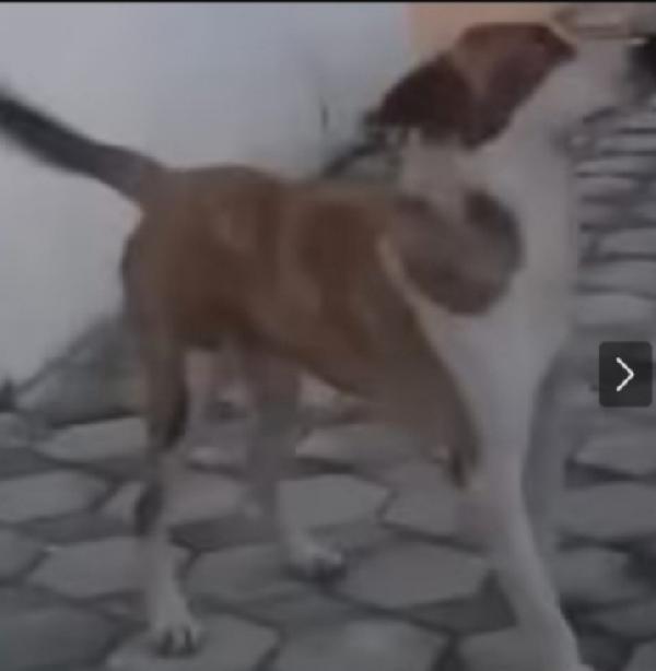Charly 3anni DA 1STALLO ALL'ALTRO! SOS AIUTO Foto 3
