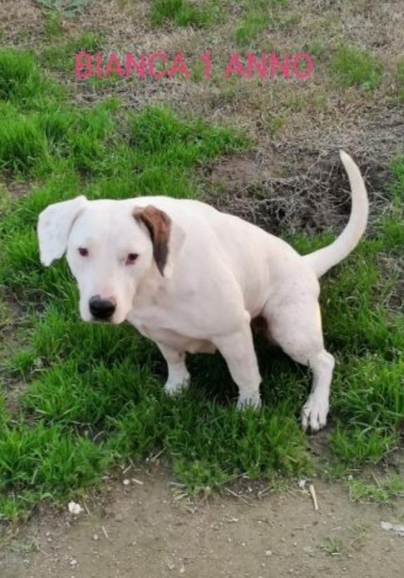 Bianca Simil Dogo 3/4Anni In Box Da 2Anni.caserta